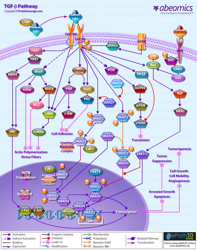 Tgf beta pathway